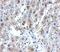 Sialic Acid Binding Ig Like Lectin 11 antibody, A12601, Boster Biological Technology, Immunohistochemistry frozen image 
