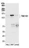 TBC1 Domain Family Member 1 antibody, A305-226A, Bethyl Labs, Western Blot image 