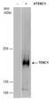 Tensin 2 antibody, TA308254, Origene, Western Blot image 