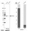 Zinc Finger DHHC-Type Containing 9 antibody, HPA031814, Atlas Antibodies, Western Blot image 