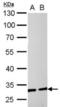 Perilipin 1 antibody, orb100966, Biorbyt, Western Blot image 