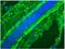 Mitotic Cells antibody, BM6047P, Origene, Immunofluorescence image 