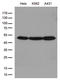Actin Related Protein 3 antibody, LS-C796291, Lifespan Biosciences, Western Blot image 