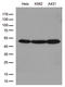 Actin-related protein 3 antibody, LS-C796291, Lifespan Biosciences, Western Blot image 