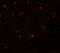 SH3 And Multiple Ankyrin Repeat Domains 3 antibody, 6835, ProSci, Immunofluorescence image 