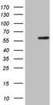 Zinc Finger Protein 35 antibody, TA807060S, Origene, Western Blot image 
