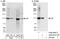 Integrator complex subunit 3 antibody, A302-050A, Bethyl Labs, Western Blot image 