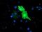 TUB Like Protein 3 antibody, MA5-25831, Invitrogen Antibodies, Immunocytochemistry image 