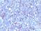 B-cell differentiation antigen LP-3 antibody, M01296, Boster Biological Technology, Immunohistochemistry frozen image 