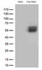 Programmed Cell Death 1 antibody, LS-C796944, Lifespan Biosciences, Western Blot image 