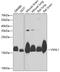 Visinin Like 1 antibody, GTX33580, GeneTex, Western Blot image 