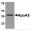 Apolipoprotein A5 antibody, MBS150740, MyBioSource, Western Blot image 