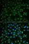 5'-Nucleotidase Ecto antibody, orb48479, Biorbyt, Immunofluorescence image 