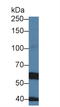 Transient Receptor Potential Cation Channel Subfamily M Member 7 antibody, LS-C373404, Lifespan Biosciences, Western Blot image 