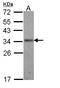 Interleukin 24 antibody, LS-C185992, Lifespan Biosciences, Western Blot image 