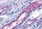 Atypical Chemokine Receptor 3 antibody, MBS244797, MyBioSource, Immunohistochemistry paraffin image 