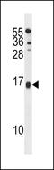 Selenoprotein M antibody, 60-896, ProSci, Western Blot image 