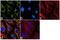 Serpin Family A Member 3 antibody, 702045, Invitrogen Antibodies, Immunofluorescence image 