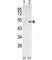 Cyclin A2 antibody, F50282-0.4ML, NSJ Bioreagents, Western Blot image 