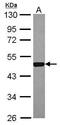 Steroid hormone receptor ERR1 antibody, PA5-28390, Invitrogen Antibodies, Western Blot image 