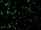 MCL1 Apoptosis Regulator, BCL2 Family Member antibody, A00712, Boster Biological Technology, Immunofluorescence image 