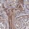 VPS16 Core Subunit Of CORVET And HOPS Complexes antibody, FNab09428, FineTest, Immunohistochemistry frozen image 