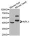 Aryl Hydrocarbon Receptor Interacting Protein Like 1 antibody, abx004950, Abbexa, Western Blot image 