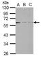 Mannosidase Endo-Alpha antibody, GTX122518, GeneTex, Western Blot image 