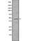 Growth Differentiation Factor 11 antibody, abx215582, Abbexa, Western Blot image 