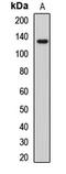 Partner And Localizer Of BRCA2 antibody, LS-C668391, Lifespan Biosciences, Western Blot image 