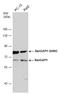 Ran GTPase Activating Protein 1 antibody, GTX114700, GeneTex, Western Blot image 