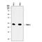 Twist Family BHLH Transcription Factor 1 antibody, MAB6230, R&D Systems, Western Blot image 