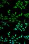MutS Homolog 2 antibody, LS-C331272, Lifespan Biosciences, Immunofluorescence image 