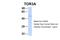 Torsin Family 3 Member A antibody, 27-793, ProSci, Western Blot image 