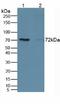 CD19 antibody, LS-C314858, Lifespan Biosciences, Western Blot image 