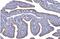 NOTCH Regulated Ankyrin Repeat Protein antibody, NBP1-82665, Novus Biologicals, Immunohistochemistry paraffin image 