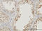 Ras Association Domain Family Member 8 antibody, LS-C133684, Lifespan Biosciences, Immunohistochemistry frozen image 