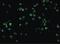 Interleukin 1 Receptor Associated Kinase 2 antibody, PA5-20163, Invitrogen Antibodies, Immunofluorescence image 