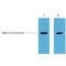 Strep-Tag fusion protein antibody, LS-C387305, Lifespan Biosciences, Western Blot image 