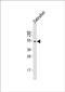 Wnt Family Member 8B antibody, PA5-72263, Invitrogen Antibodies, Western Blot image 