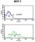 Keratin 1 antibody, abx034474, Abbexa, Western Blot image 