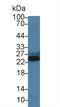 Troponin I3, Cardiac Type antibody, LS-C684557, Lifespan Biosciences, Western Blot image 