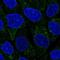 Transmembrane Protein 40 antibody, HPA044165, Atlas Antibodies, Immunofluorescence image 