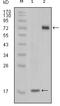 Serine/Threonine/Tyrosine Kinase 1 antibody, GTX83202, GeneTex, Western Blot image 