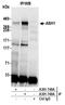 Achaete-Scute Family BHLH Transcription Factor 1 antibody, A301-749A, Bethyl Labs, Immunoprecipitation image 