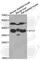 ETS Variant 7 antibody, A6794, ABclonal Technology, Western Blot image 