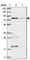 Mitochondrial TRNA Translation Optimization 1 antibody, NBP1-85933, Novus Biologicals, Western Blot image 