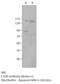 Cyclic Nucleotide Gated Channel Beta 1 antibody, MBS540337, MyBioSource, Western Blot image 