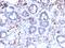 Mucin 3A, Cell Surface Associated antibody, GTX02755, GeneTex, Immunohistochemistry paraffin image 