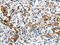 LDL Receptor Related Protein 1 antibody, CSB-PA249658, Cusabio, Immunohistochemistry frozen image 